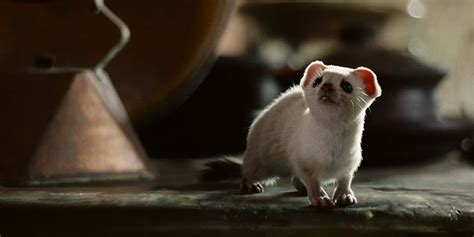 Why Pantalaimon Settles As That Animal In His Dark Materials .